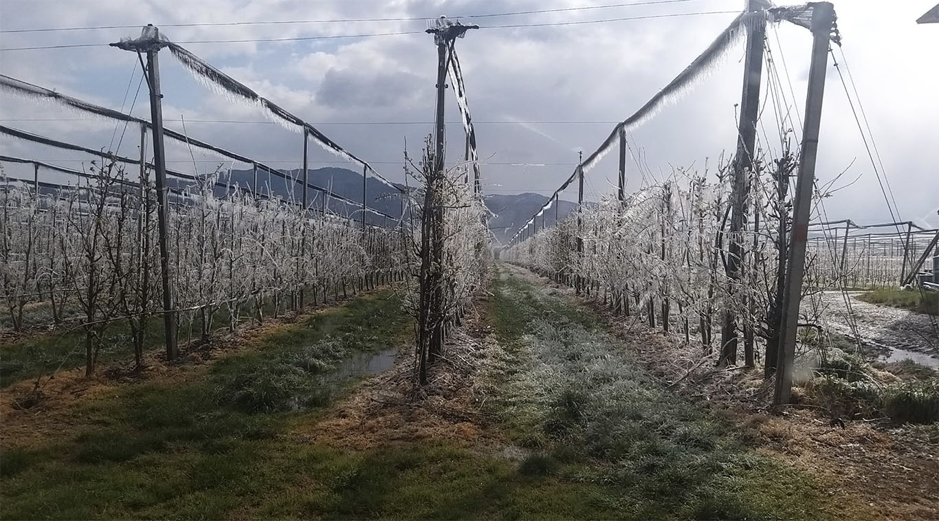Coldiretti, gelate nell’Aretino: “a rischio vigneti, in Valdarno temperature a -5”