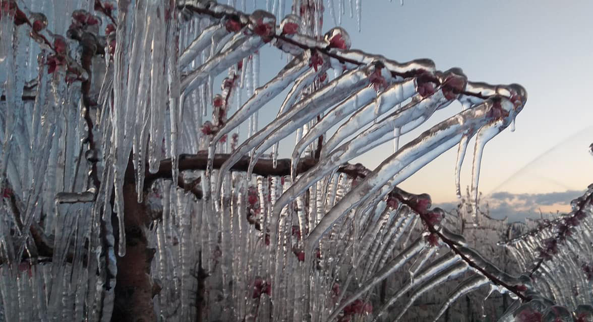 Gelo: Coldiretti, allarme agricoltura a rischio pesche, pere susine e albicocche