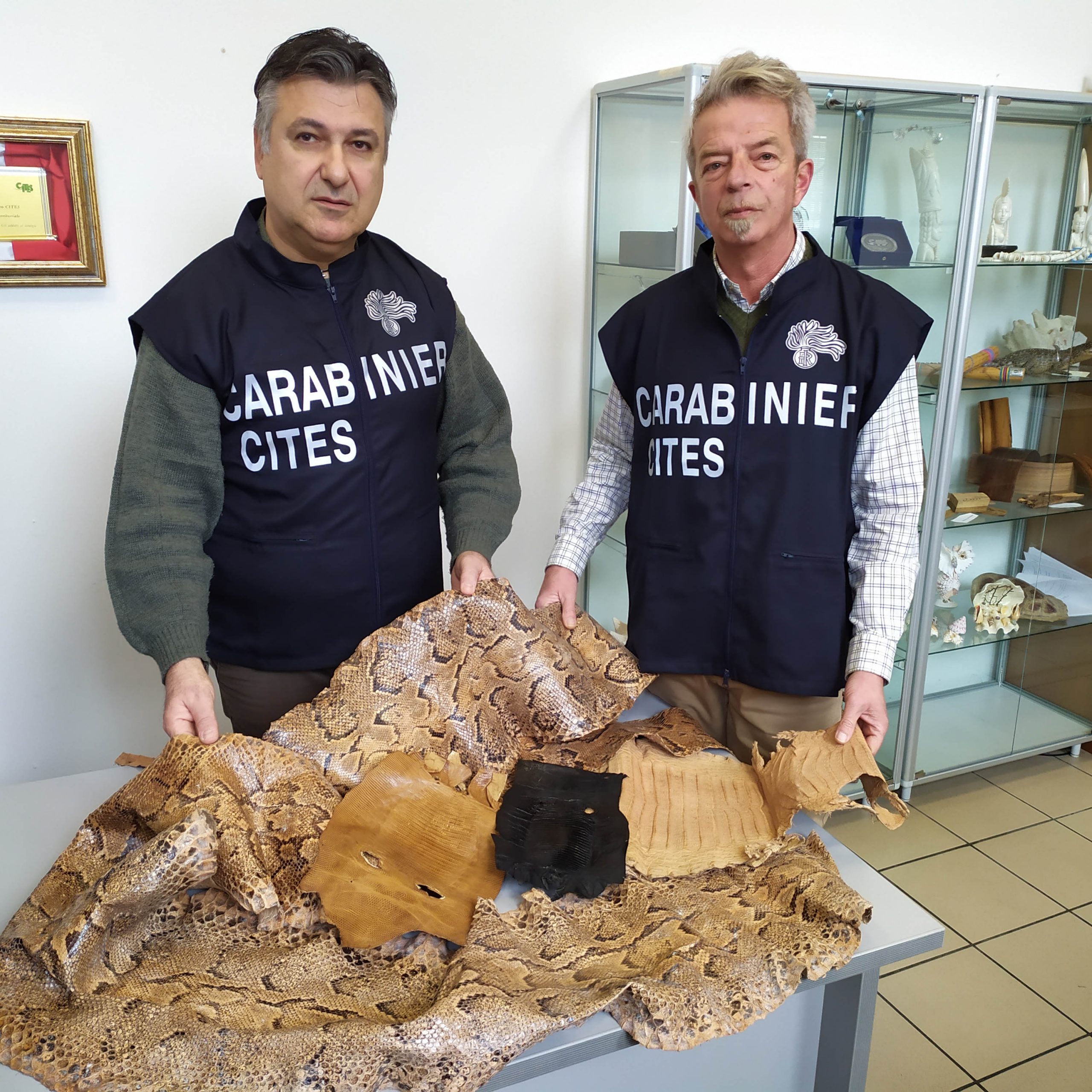 Sequestrate 3600 pelli di animali protetti. Nei guai titolare di un negozio