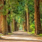 foresta bosco