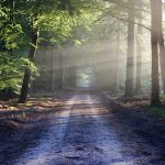 foresta bosco