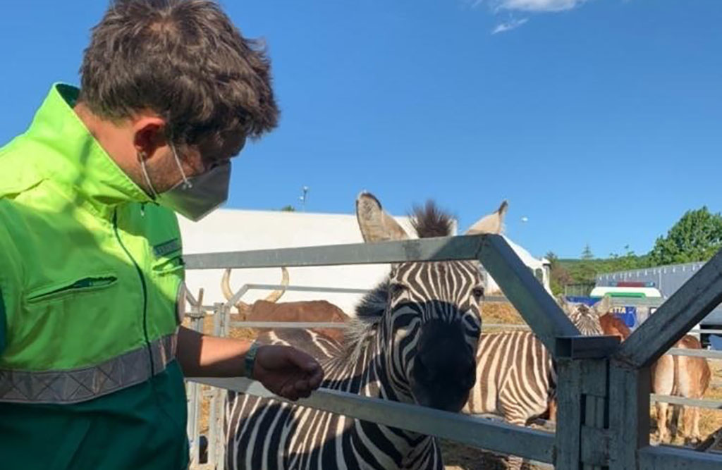 Dona quattro quintali di fieno agli animali del circo e la Racchetta Onlus di Arezzo li consegna