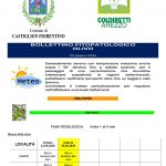 02 BOLLETTINO FITOPATOLOGICO OLIVO COMUNE DI CASTIGLION FIORENTINO anno 2020_page-0001