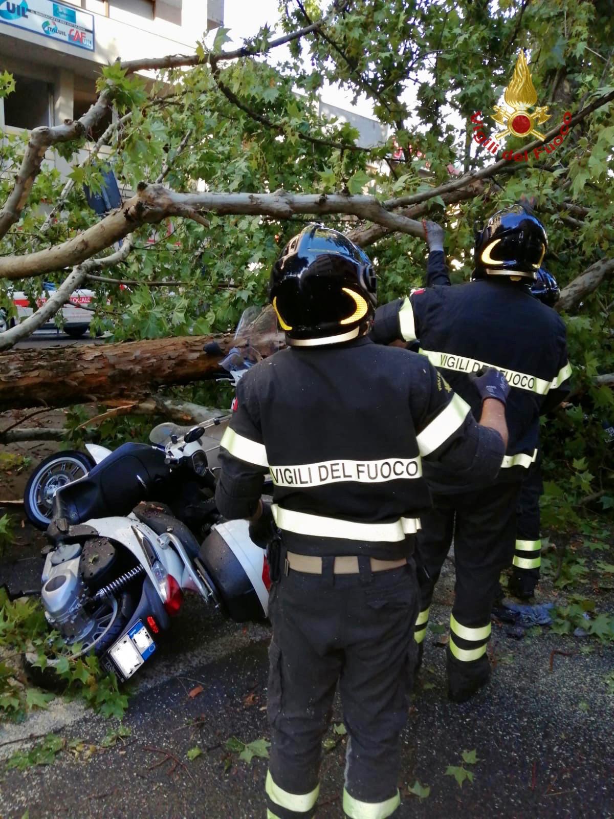 Nubifragio, pianta travolge scooter e auto. Nessun ferito