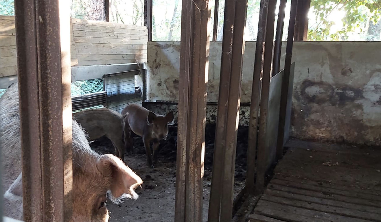 Cavriglia, scomparsi tre maialini ibridi di cinghiale