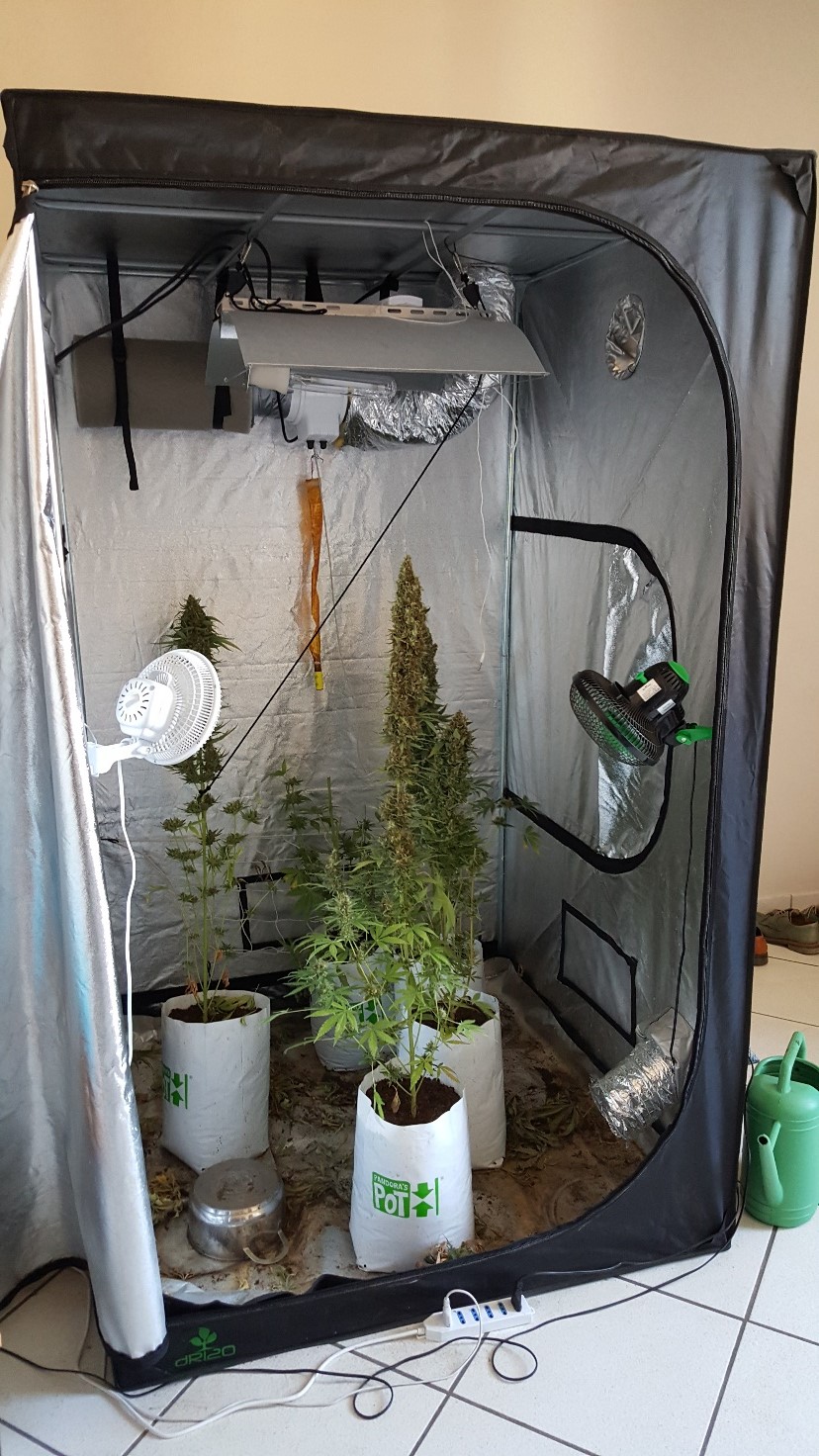 L’odore intenso pervade il centro del paese. I carabinieri sequestrano 3 kg di marjiuana e 4 piante in vaso