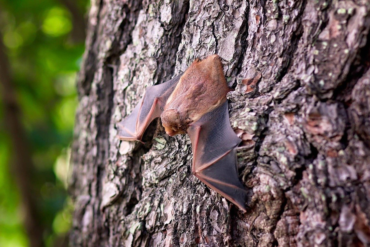 Parte l’attività di sorveglianza sulla popolazione di pipistrelli per la vicenda del Lyssavirus