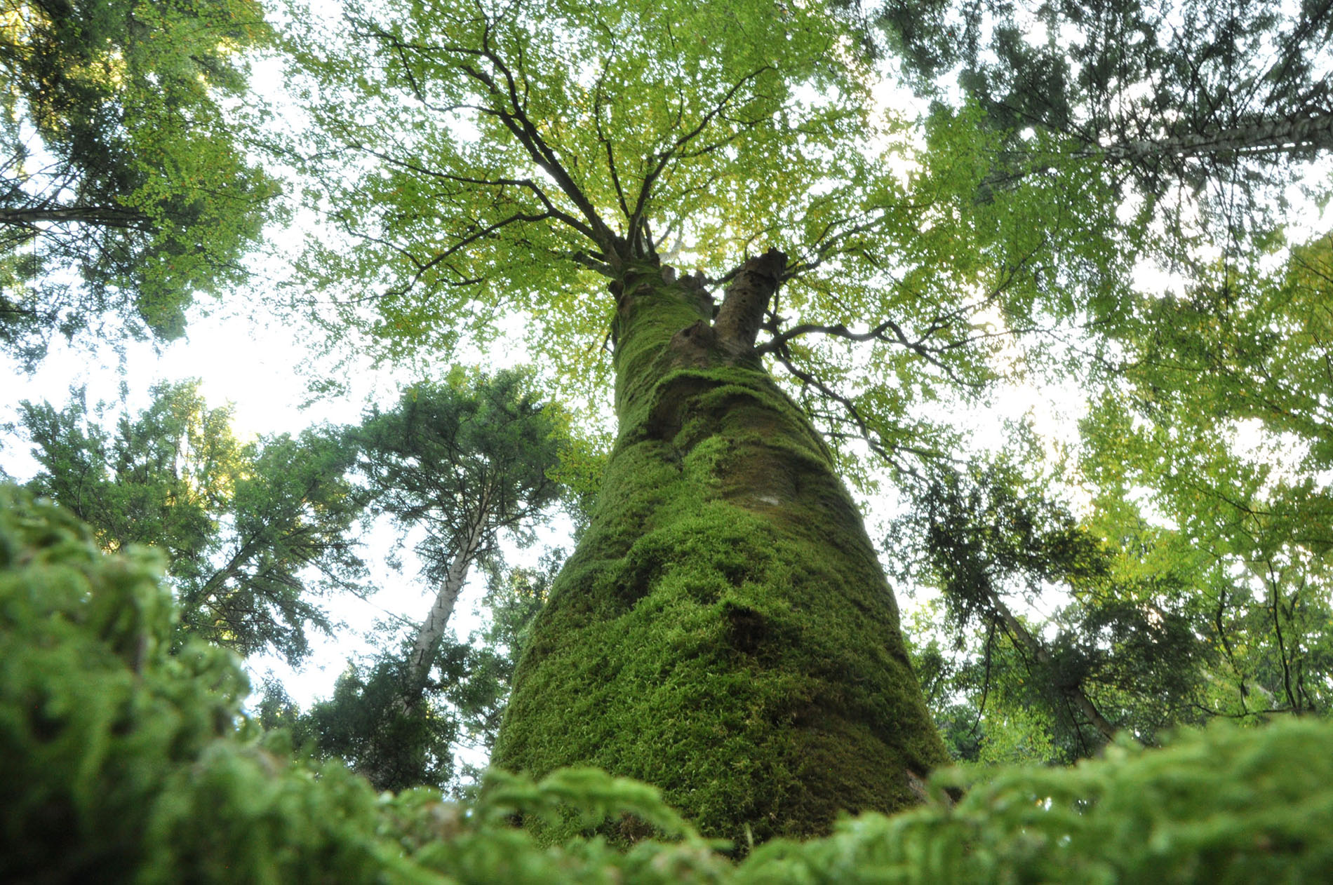 Il Parco nazionale delle Foreste casentinesi sull’ammiraglia Rai