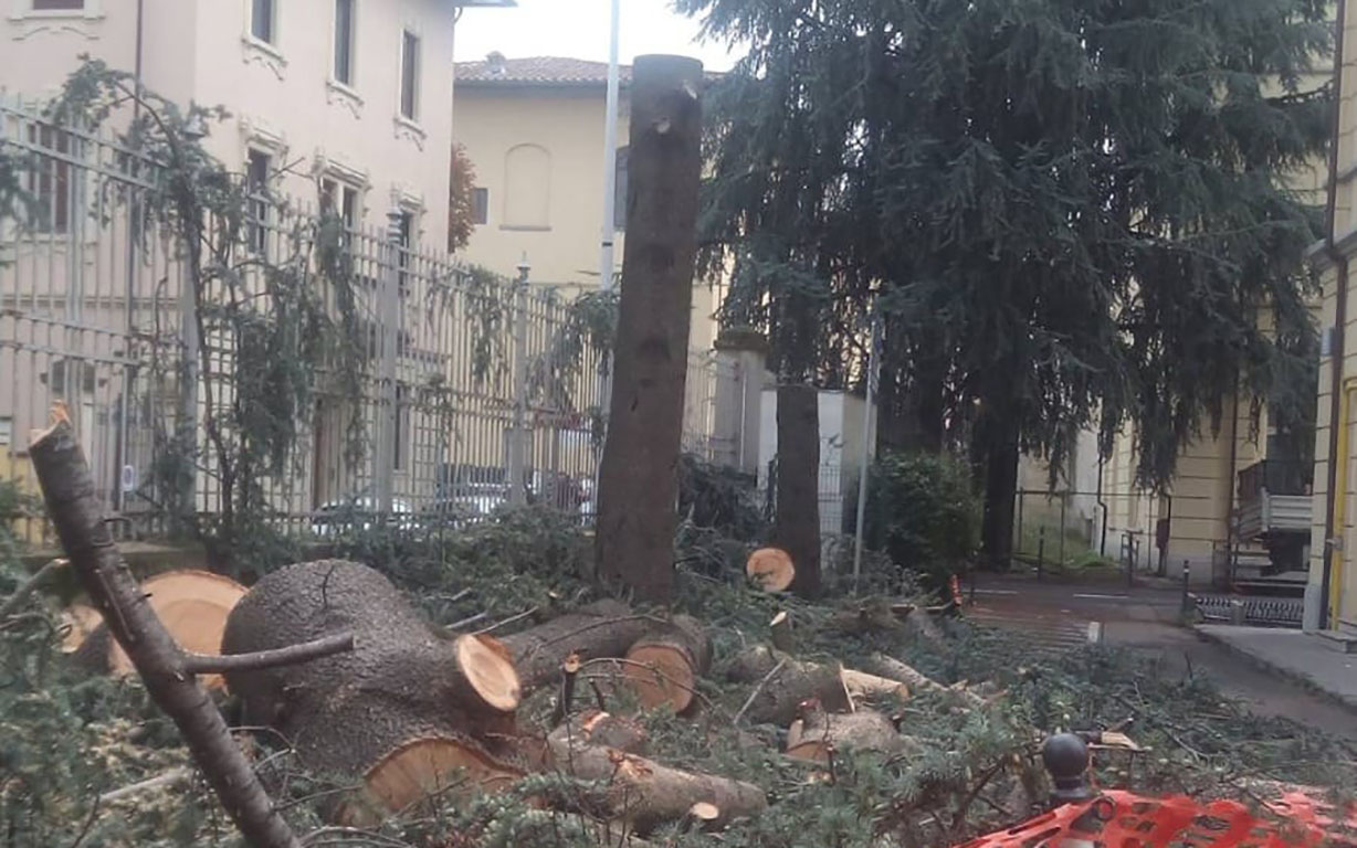 Donella Mattesini, “Ghinelli e giunta: tagliatori seriali di alberi”