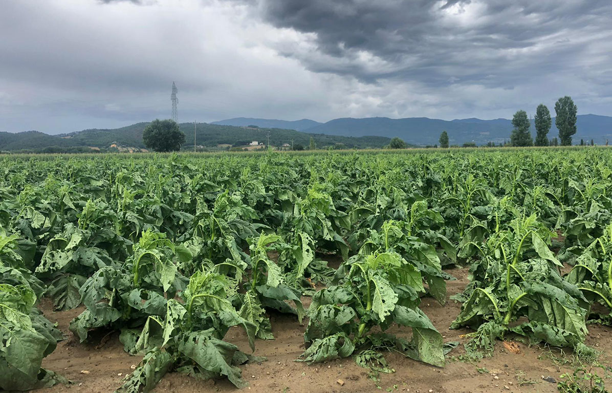 Maltempo, Coldiretti: violenta grandinata si abbatte sulle aziende agricole della Valtiberina