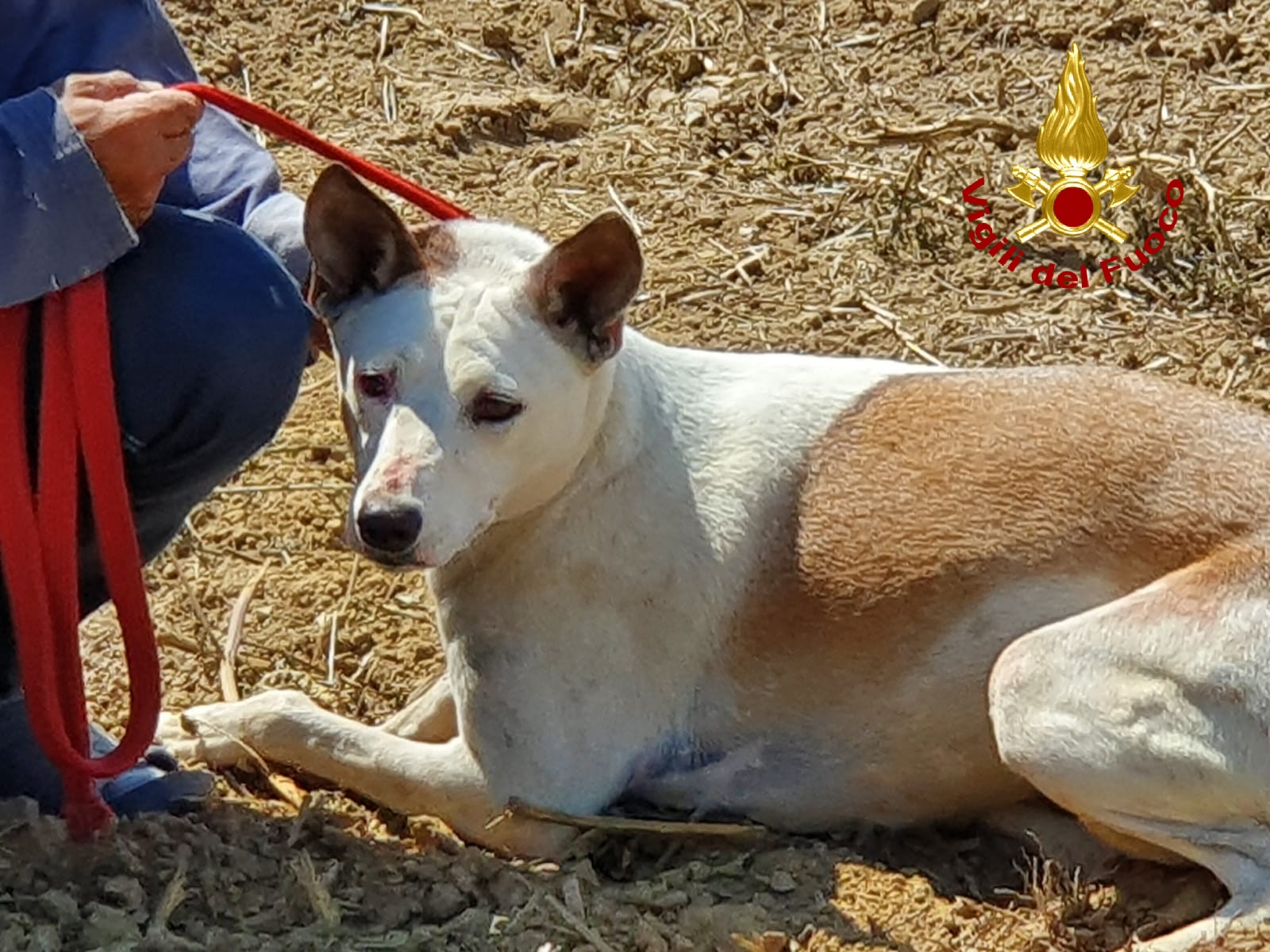 Per inseguire un’istrice due cani sono rimasti incastrati in una tubazione, salvati dai vigili del fuoco