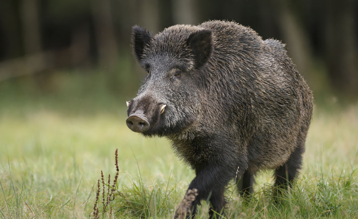 Cinghiale sfonda con la testa la vetrina di una parrucchiera a Monte San Savino, le dichiarazioni di Coldiretti Toscana