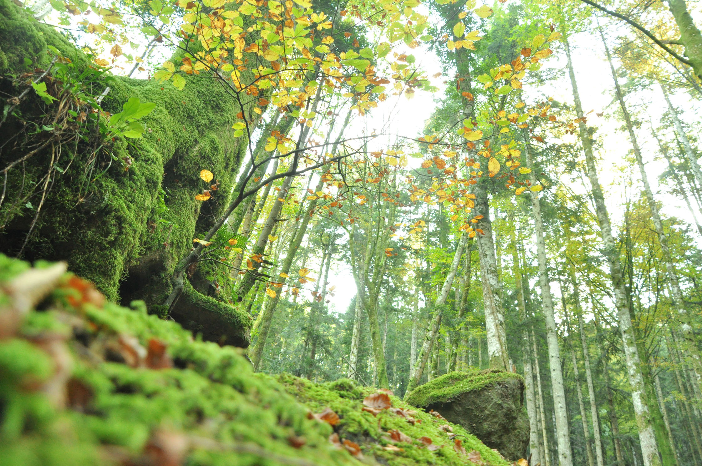 Il Parco Nazionale e l’associazione “La grande via” insieme per il “Forest bathing”