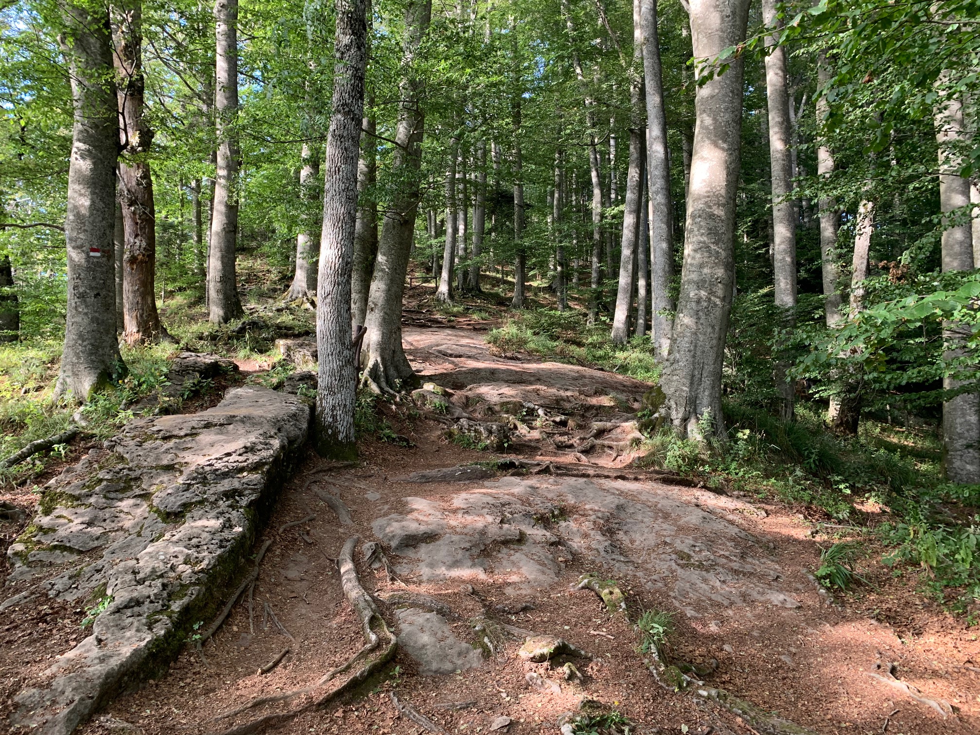 Messa in sicurezza della Foresta Sacra della Verna per tutelare i turisti e il Santuario