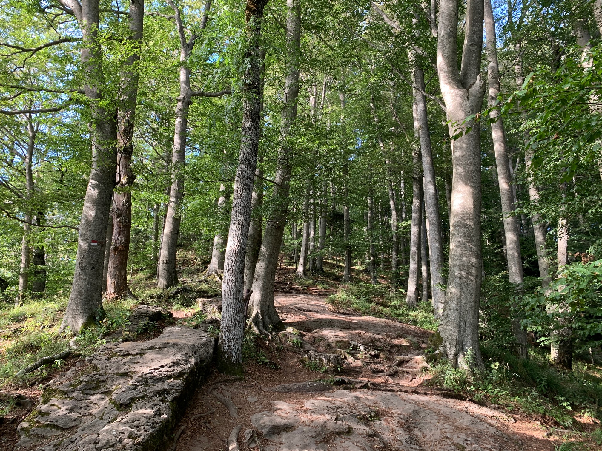 Terapia forestale: Cai e Cnr scelgono la Verna come meta più qualificata