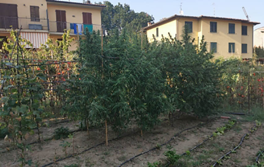 Coltivava piante di cannabis nelle pertinenze della propria abitazione, scoperto e denunciato dai Carabinieri