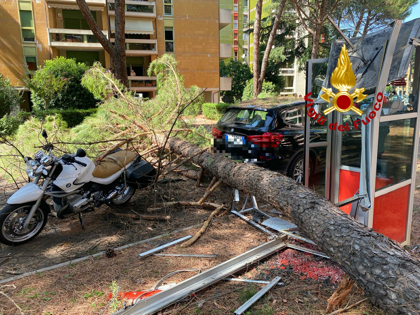 Cade un grosso ramo di pino in centro città, nessun ferito