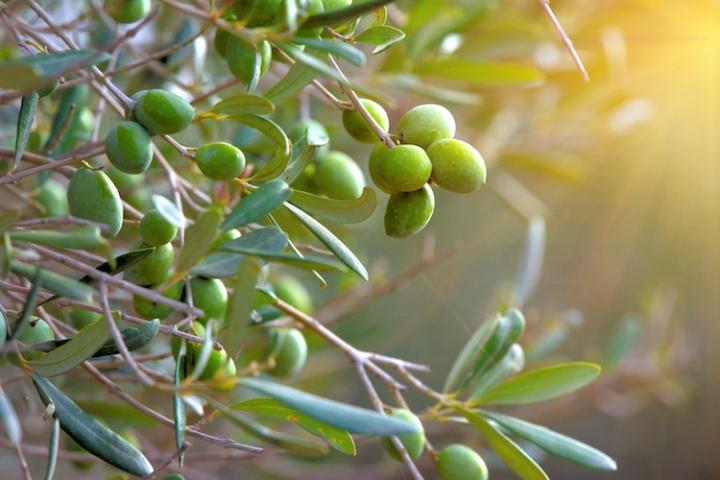 Olivi a Cortona, comune ringrazia i coltivatori