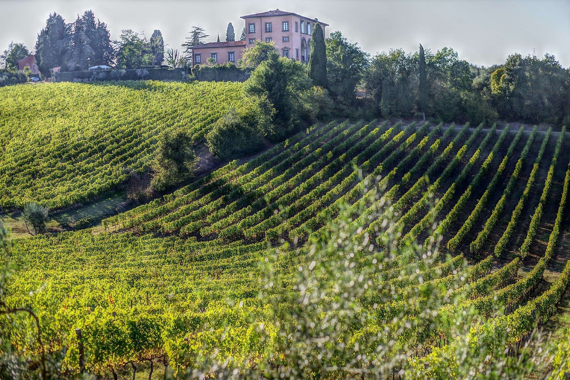 Falsi vini doc Bolgheri Sassicaia