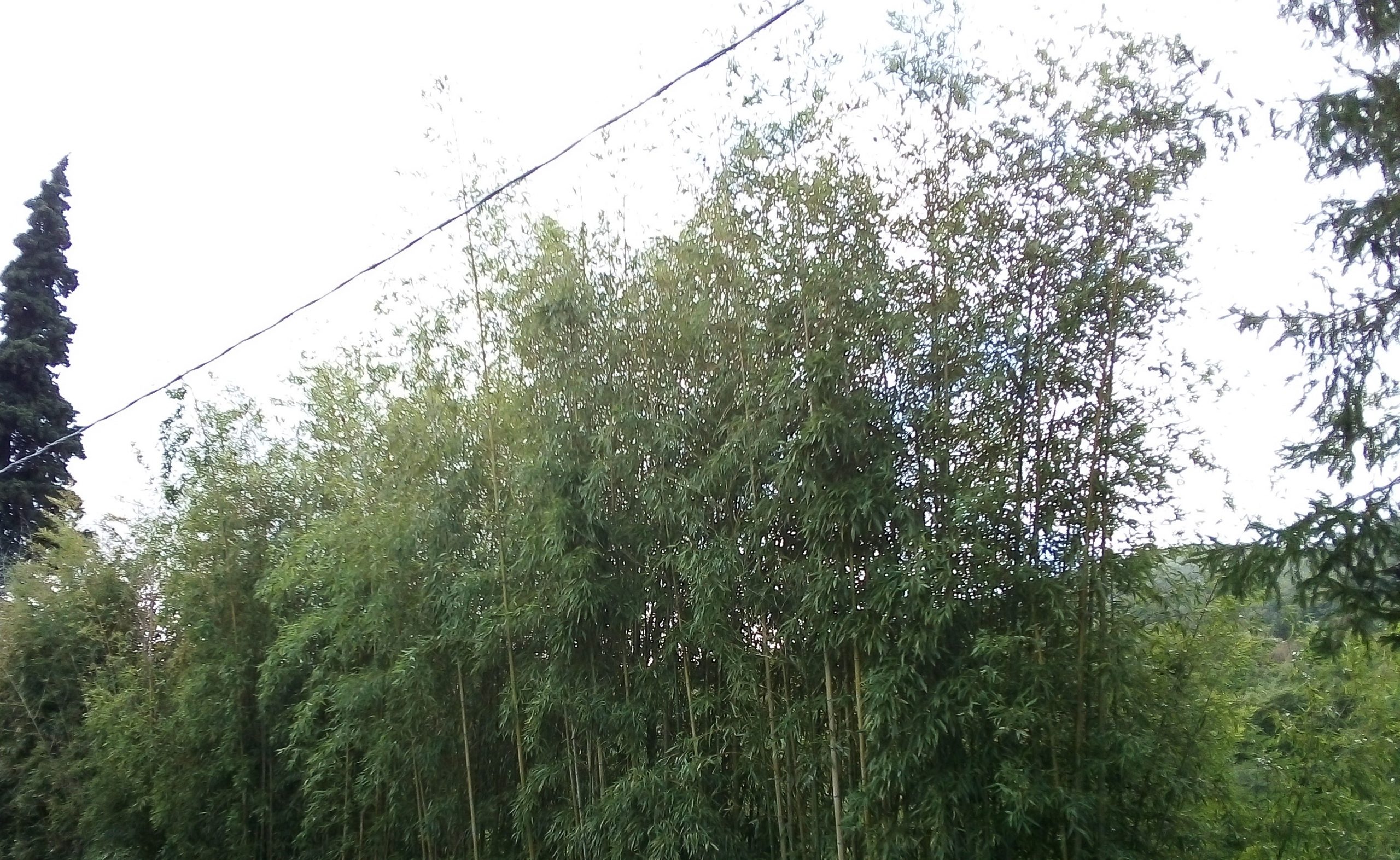 Tagliati esemplari giganteschi di Ailanto a Gragnone