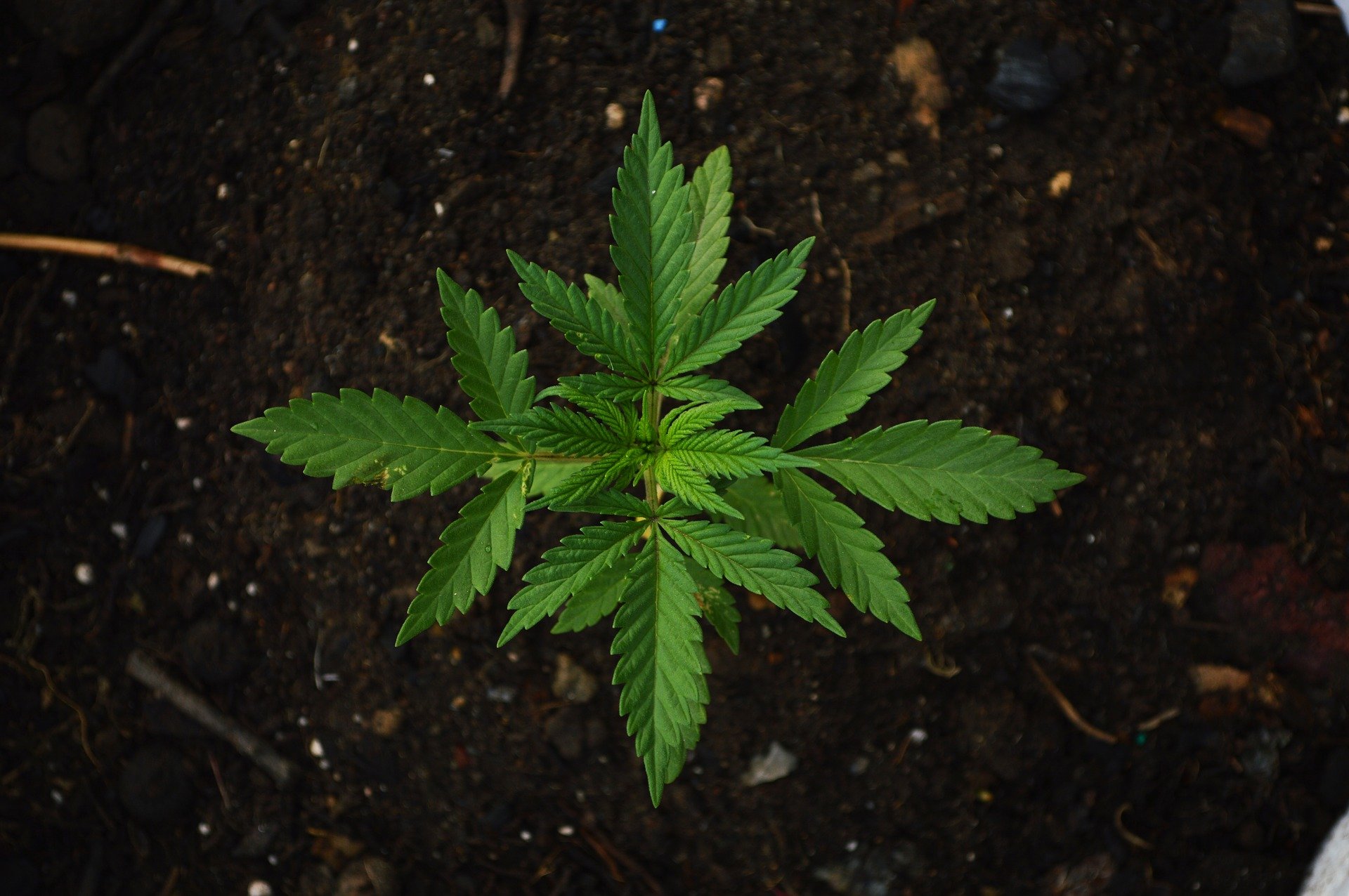 Cannabis: oltre 180 in digiuno per Walter De Benedetto, malato sotto inchiesta per  aver coltivato la cannabis per curarsi