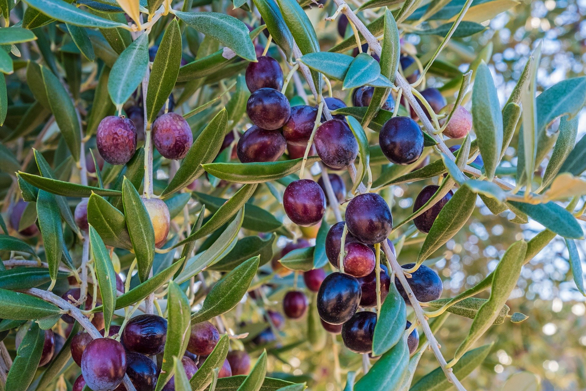 Lotta alla Mosca dell’olivo a Castiglion Fiorentino