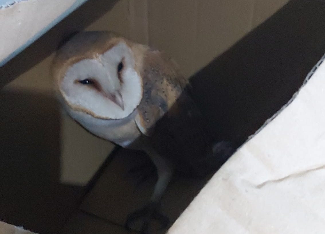 Un barbagianni in A1: la Polizia di Stato lo trae in salvo e lo affida ad un centro di recupero della fauna selvatica