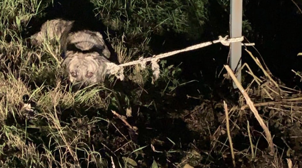 Lo legano ad un palo e lo abbandonano, è successo ieri sera nella zona Esselunga-Santa Firmina