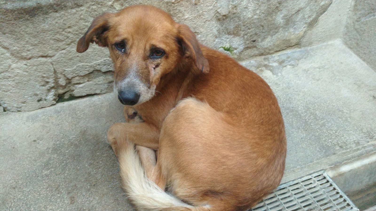 Ritrovato un cane in autostrada vicino al casello di Arezzo, per info contattare il canile