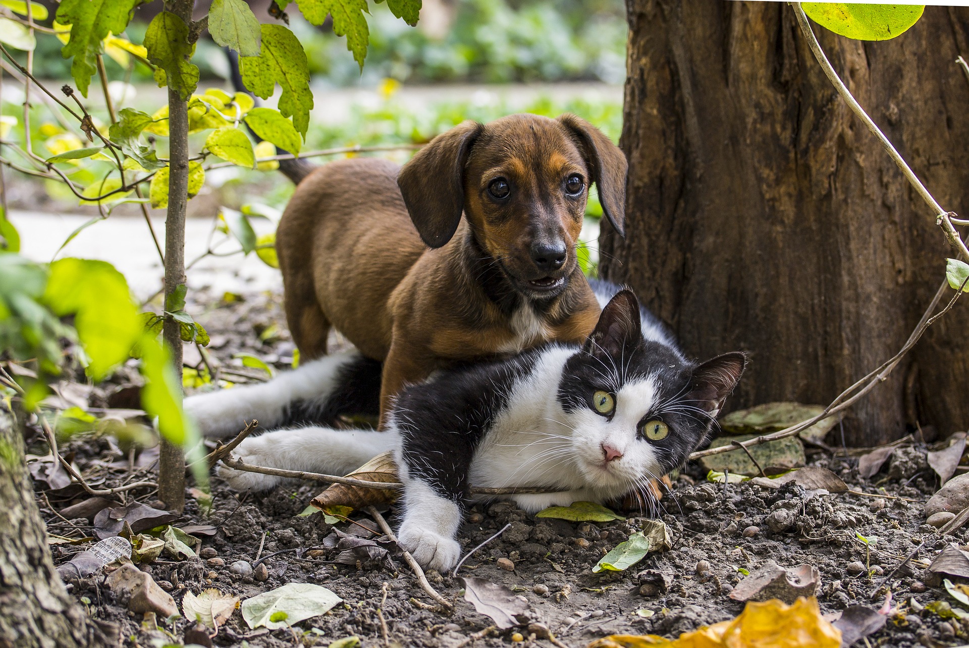 Dpcm, cani e gatti. Cosa è consentito fare nelle zone rosse