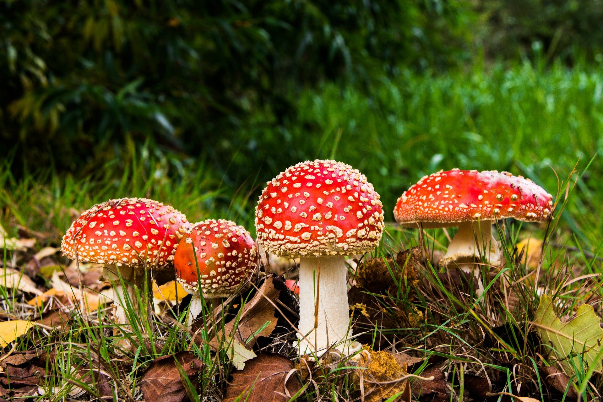 50 persone intossicate da funghi