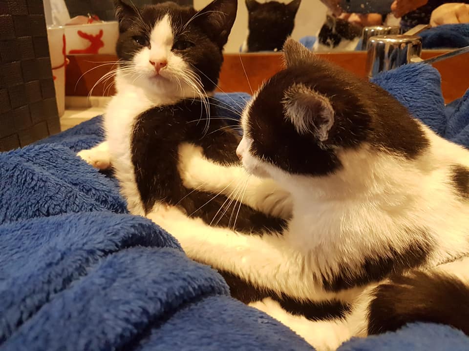 Aiutiamo i gatti di casa Mauu