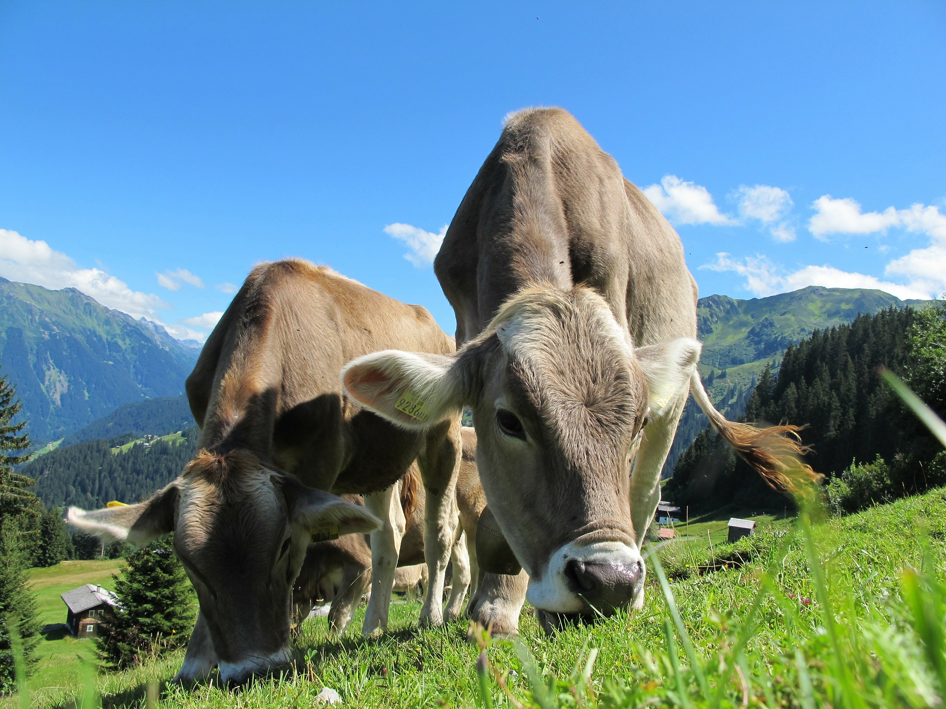 Agrobiodiversità, Saccardi: “Uno studio per la banca del germoplasma bovino”