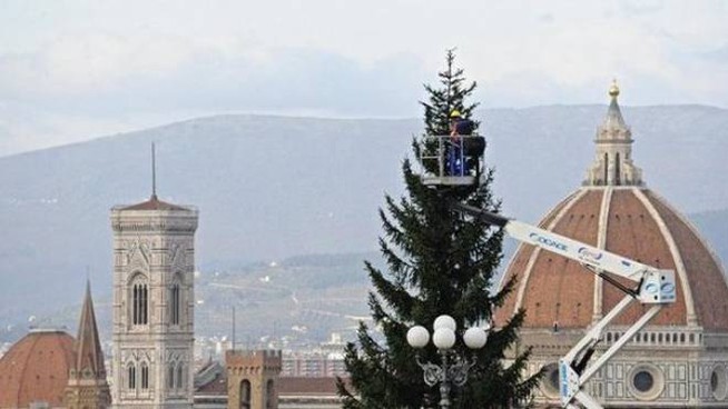 Dal Casentino alle più belle piazze d’Italia: gli abeti di Montemignaio si confermano un’eccellenza locale