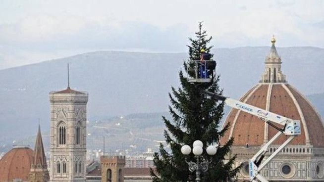 Dal Casentino alle più belle piazze d’Italia: gli abeti di Montemignaio si confermano un’eccellenza locale