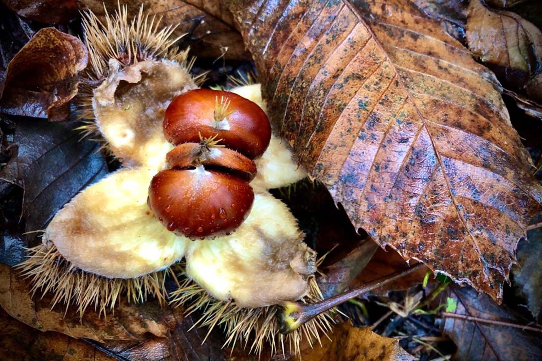 “La castagnatura al tempo del Covid” giunge alla conclusione