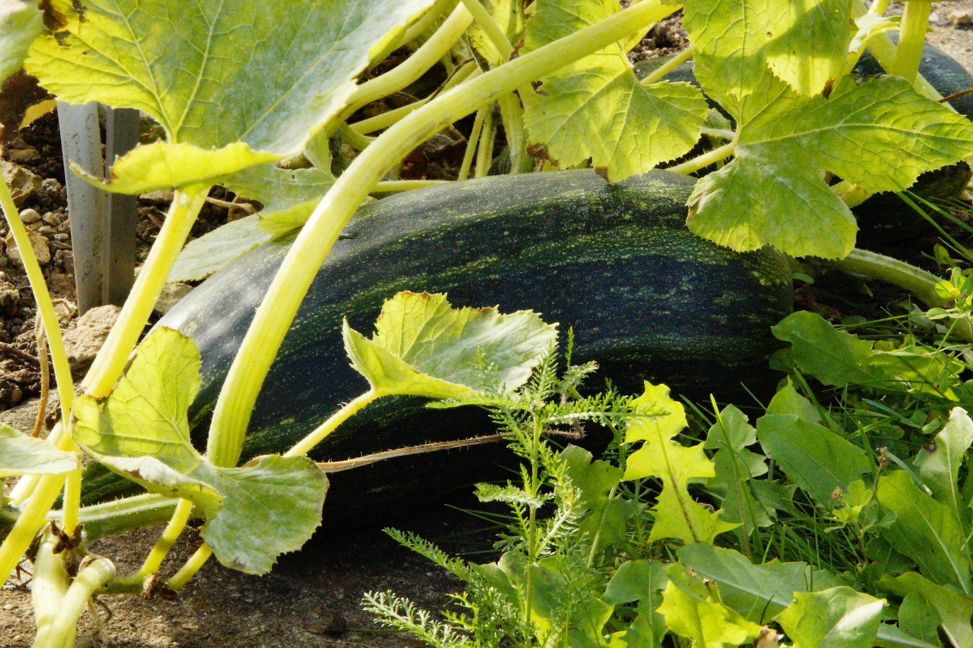 “Centomila orti in Toscana”, pubblicato il nuovo bando  