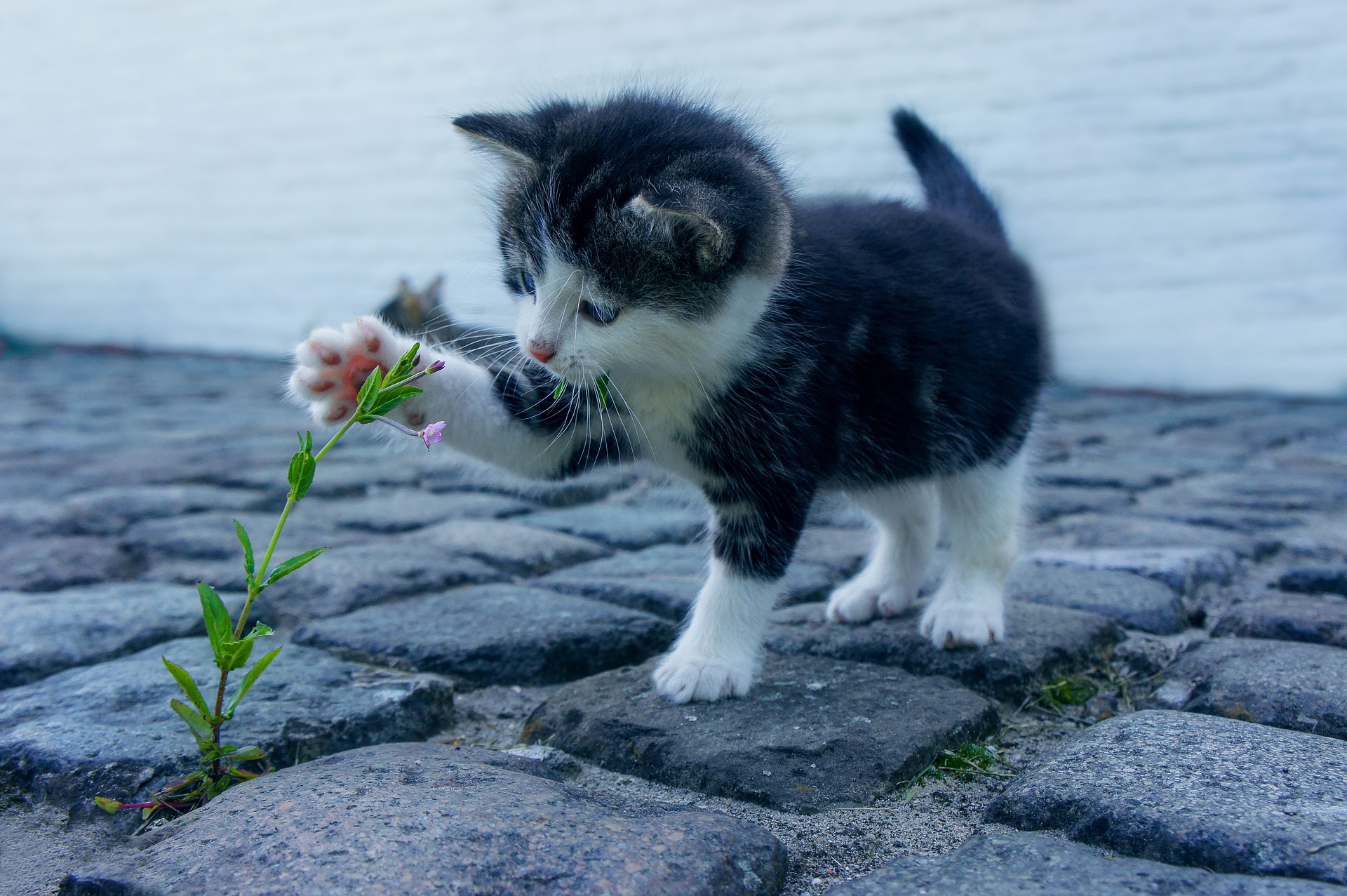 Castiglion Fiorentino e le colonie feline: cosa sono, come si gestiscono e chi ne è responsabile