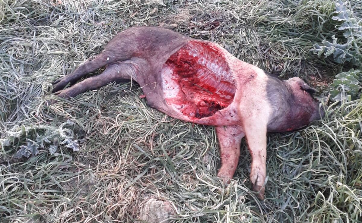 Il lupo torna ad aggredire in Valdichiana