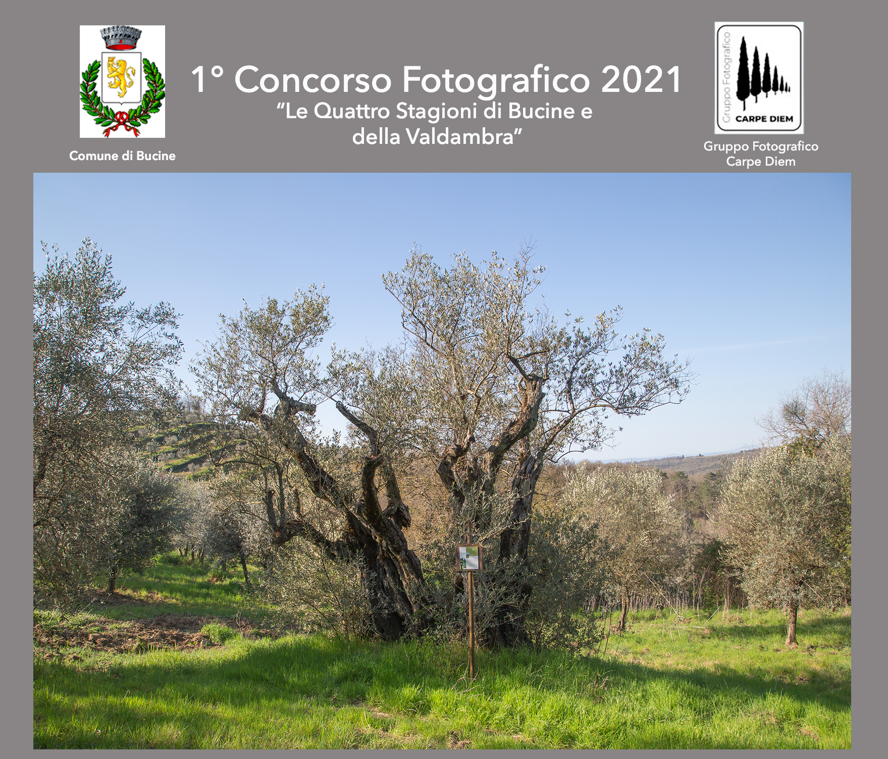 Bucine: il Campo della Biodiversità olivicola della Valdambra si arricchisce