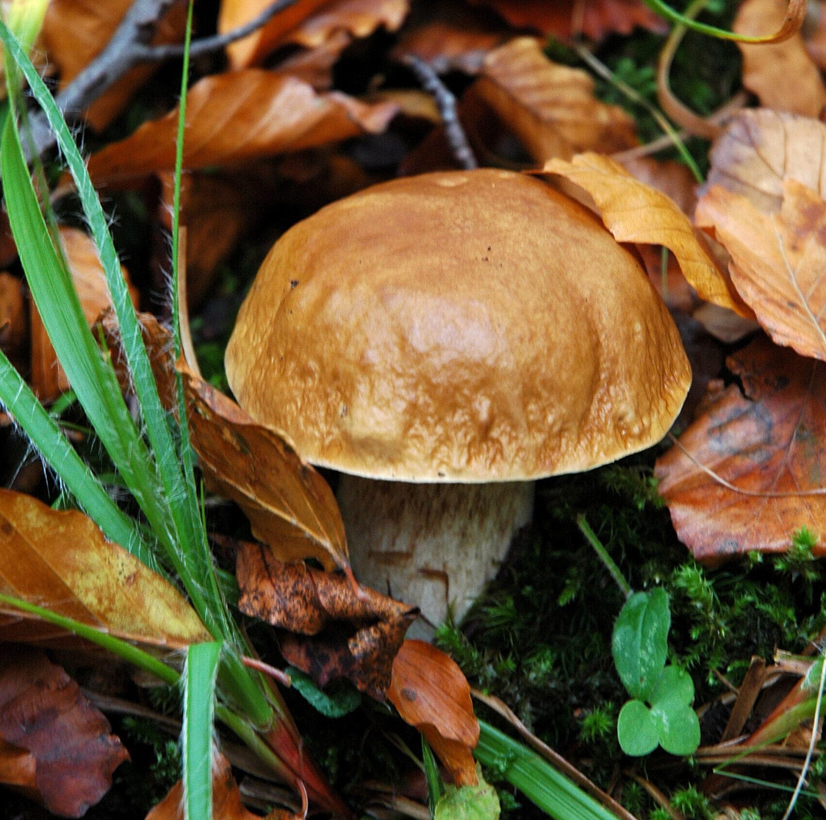 Autorizzazione raccolta funghi 2021 nel parco nazionale delle Foreste casentinesi: l’obbligo del PagoPA