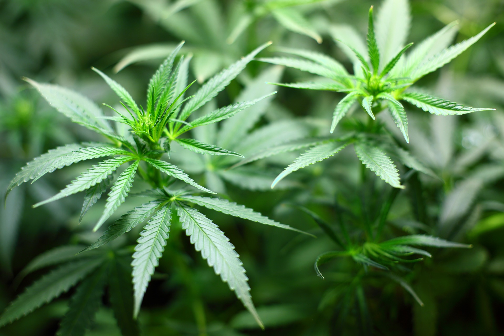 Cannabis, probabile scontro alla Camera: centrodestra contro la liberalizzazione Cannabis, probabile scontro alla Camera: centrodestra contro la liberalizzazione