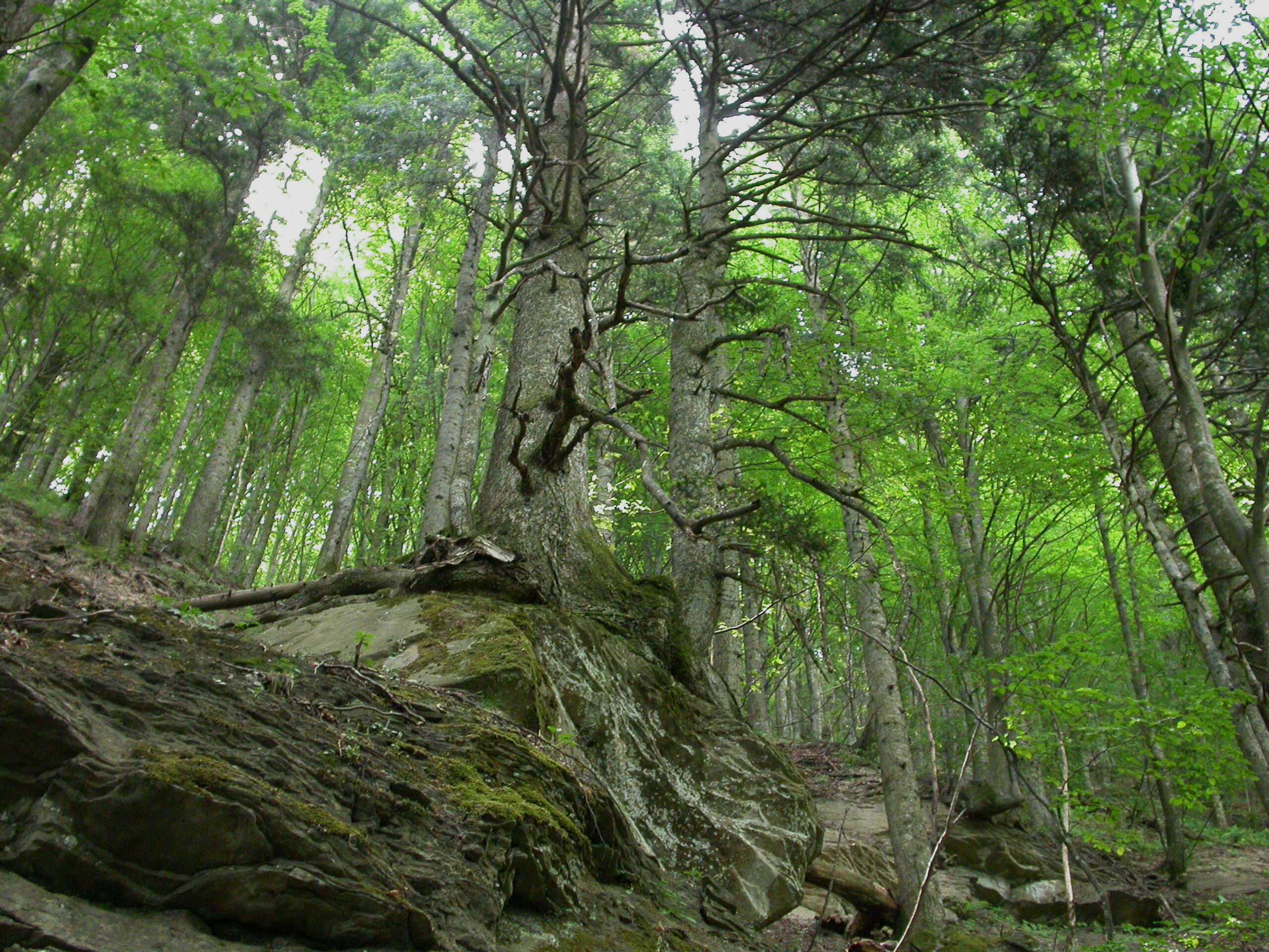 La misura scientifica dei benefici del “Foreste bathing” nelle Foreste casentinesi