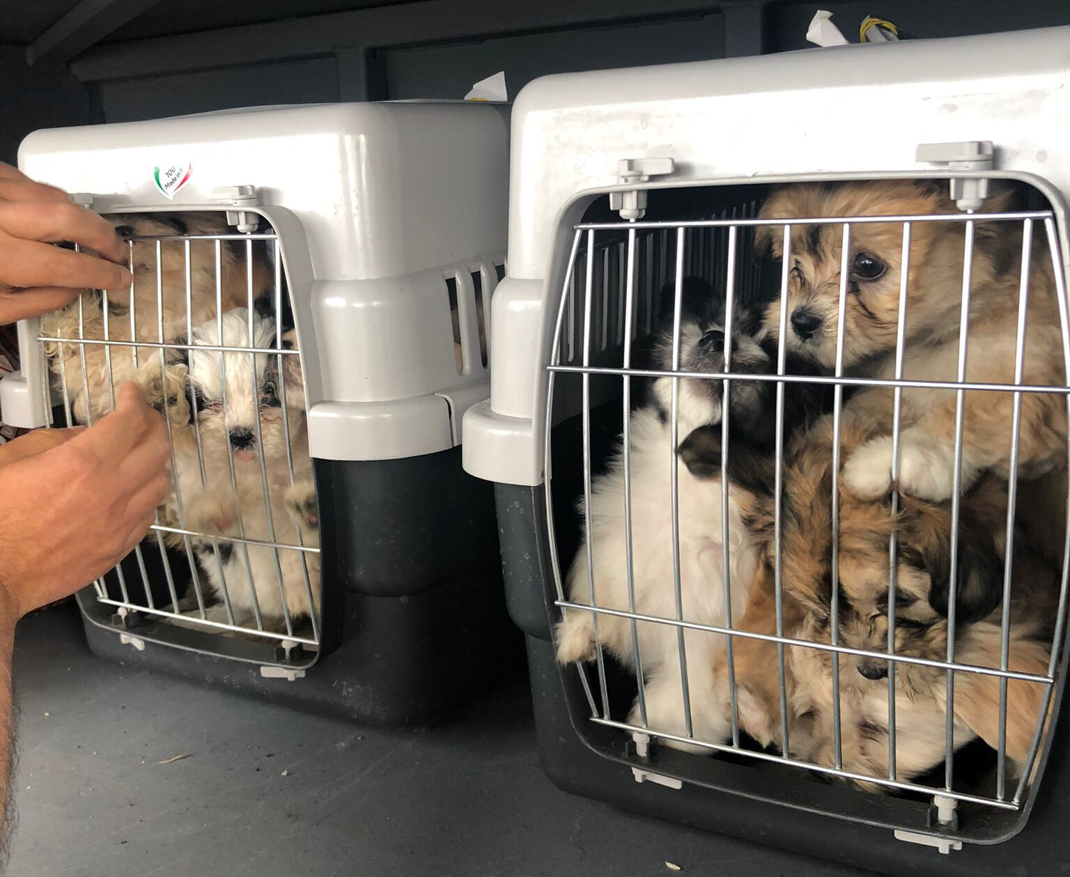 Trasportava 9 cuccioli di Maltipoo rinchiusi nel vano bagagli di un autobus, denunciata per maltrattamento dalla Polizia