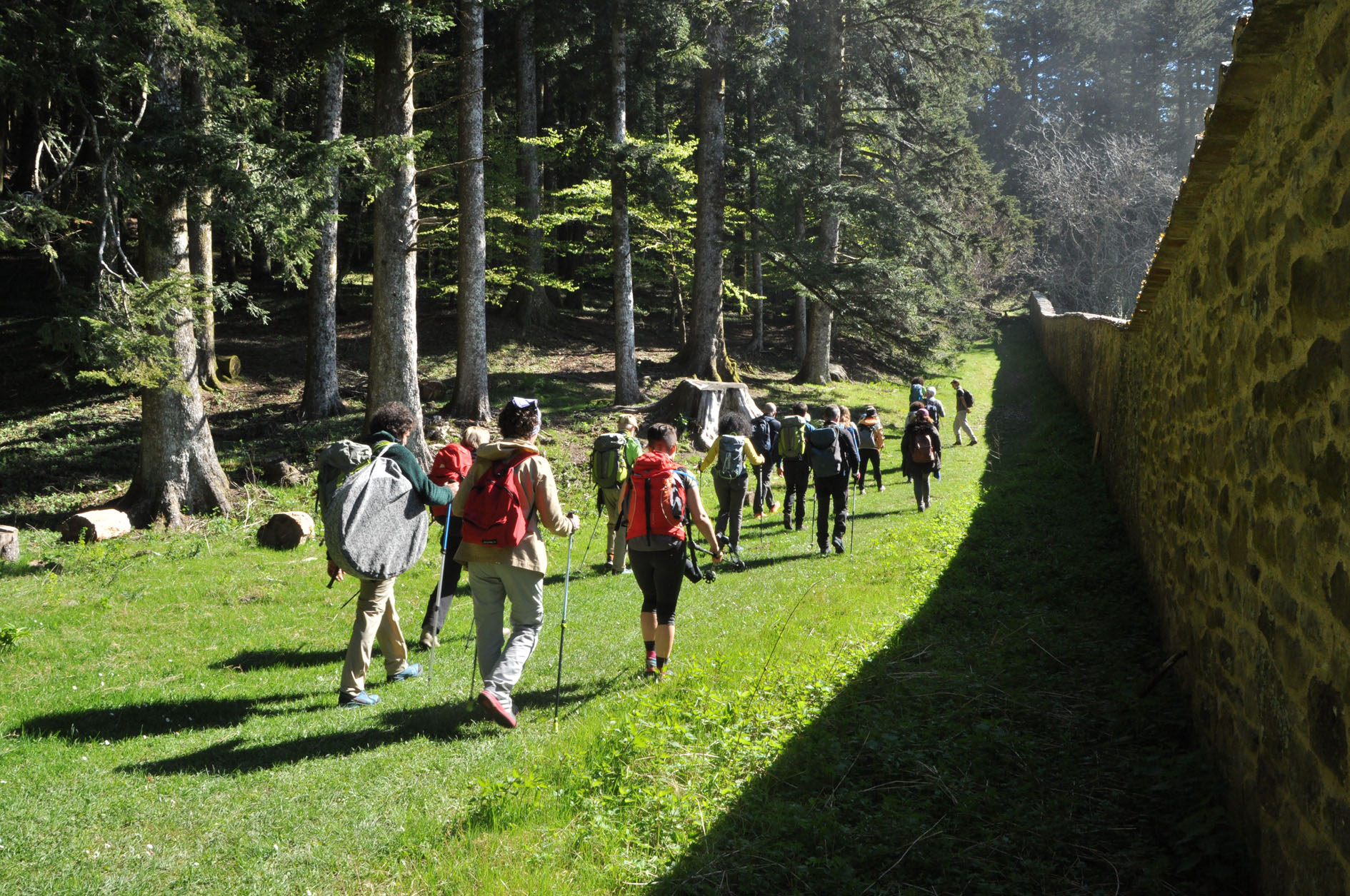 Gli alberi, “economia” della vita dell’uomo sulla terra, possono avere una “personalità giuridica”?