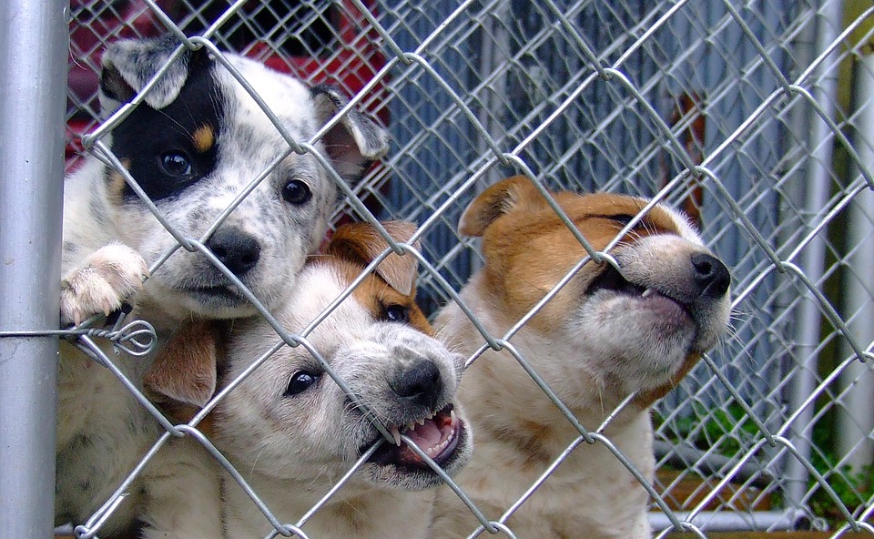 26 agosto, giornata internazionale del cane