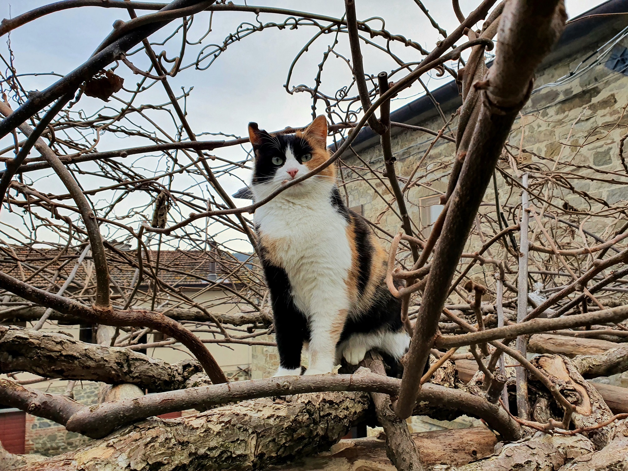 Venticinque gatti da salvare ad Anghiari