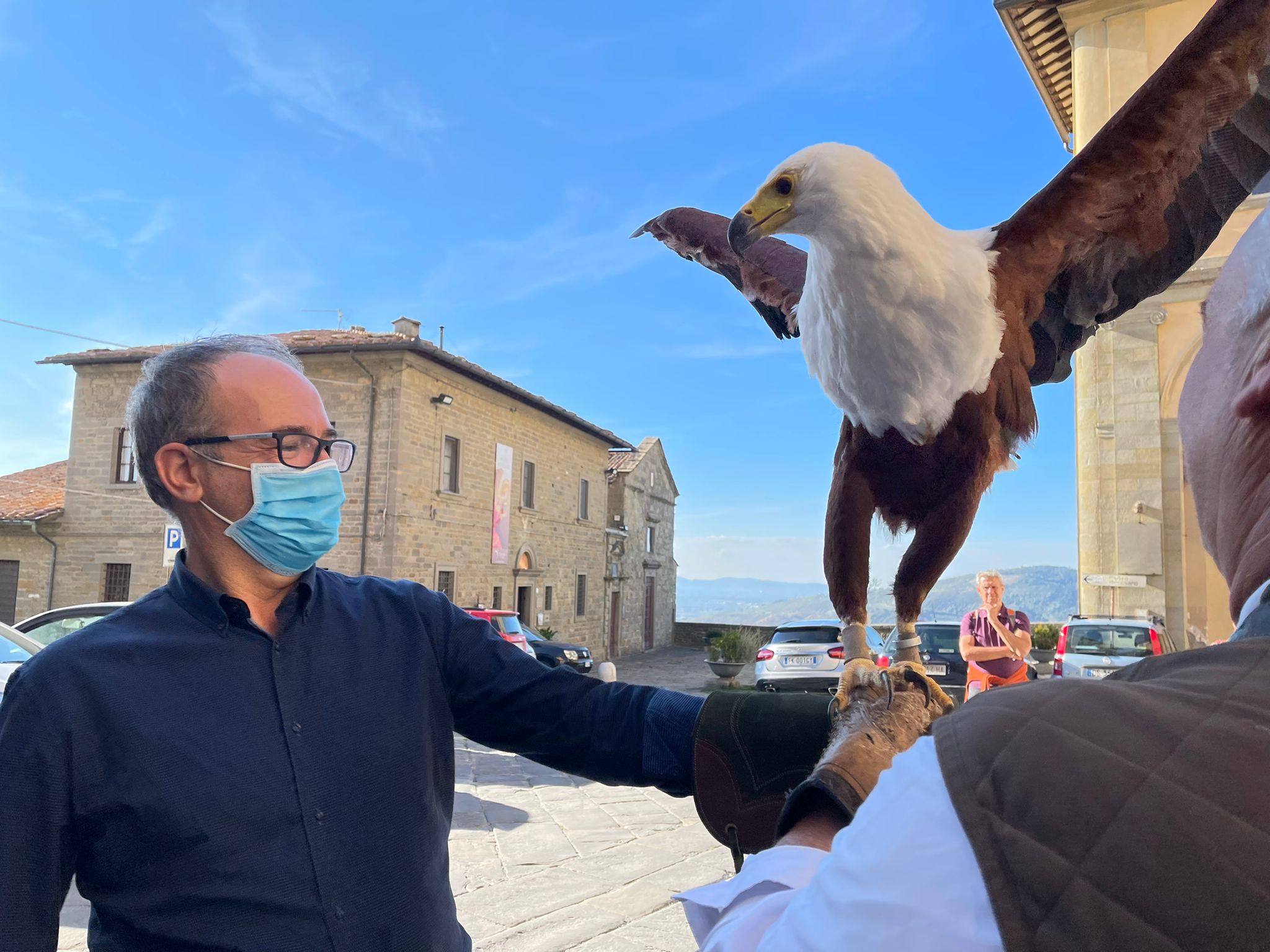 Cortona, falchi in azione per allontanare i piccioni