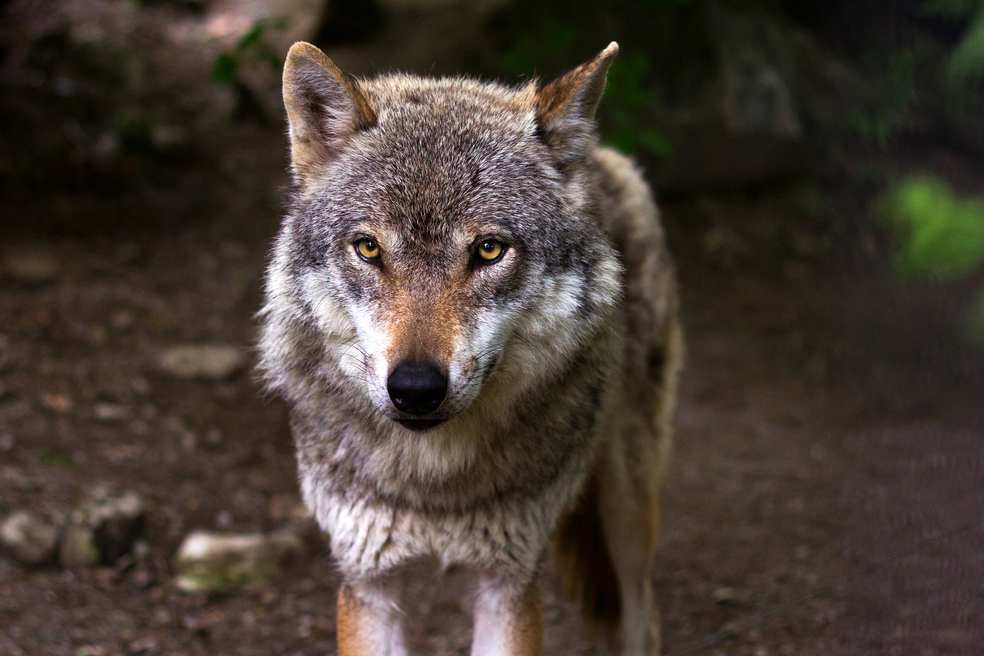 Positiva la carcassa di un lupo al parassita Trichinella