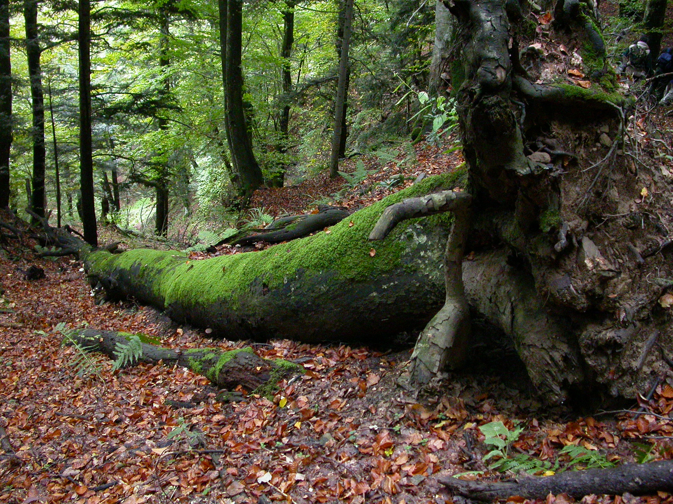 La foresta ha bisogno della gestione dell’uomo? Il caso delle Foreste casentinesi
